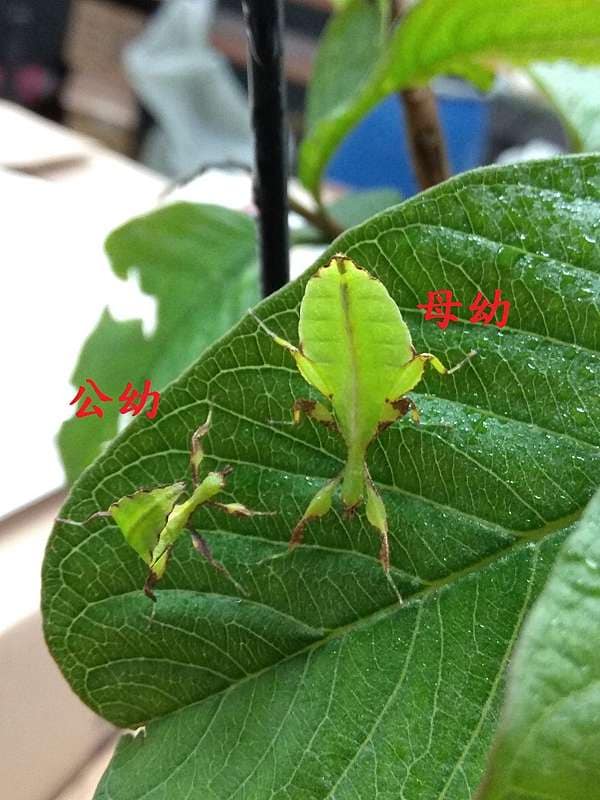 手機上傳