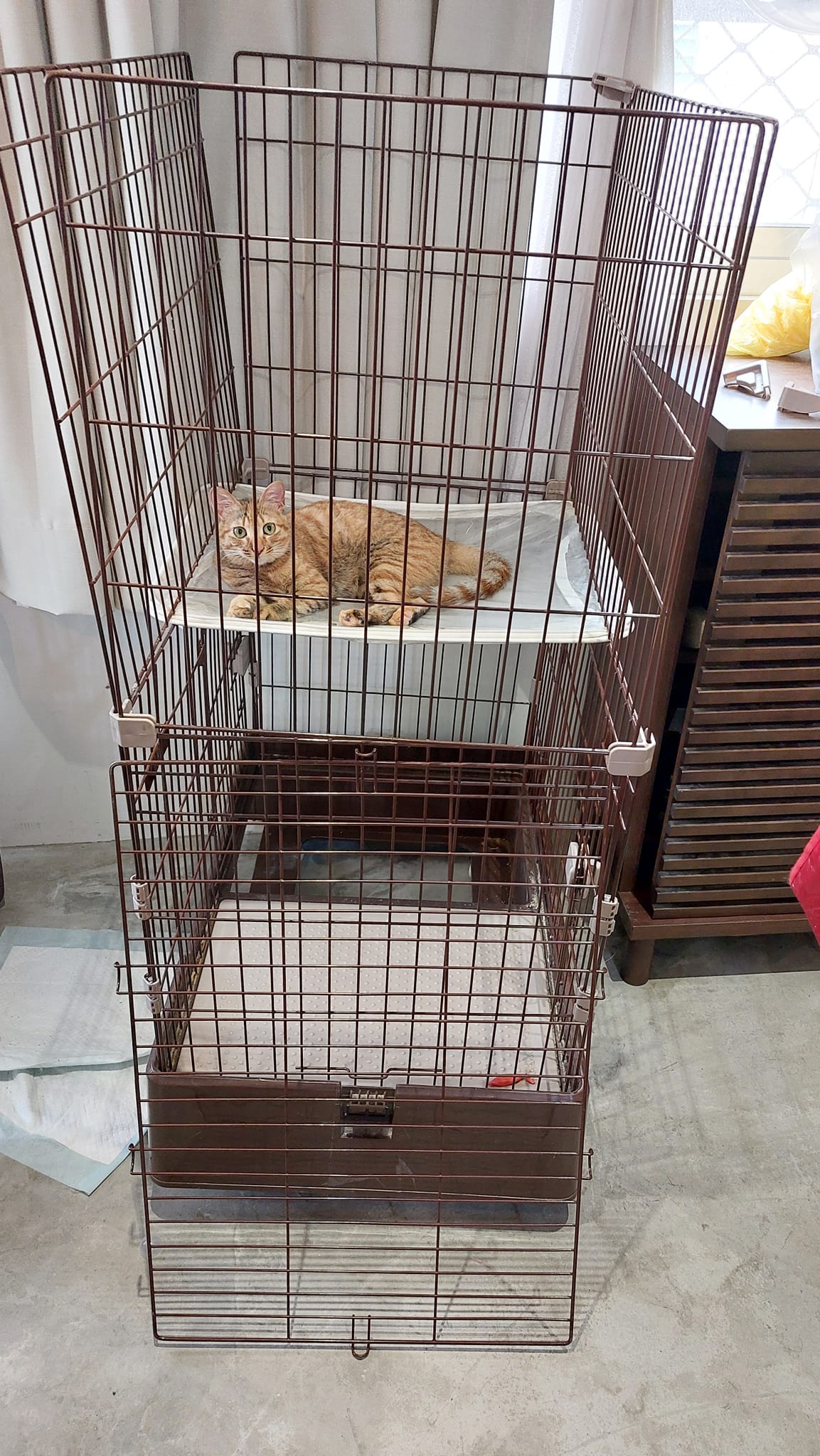 借的貓籠要還人