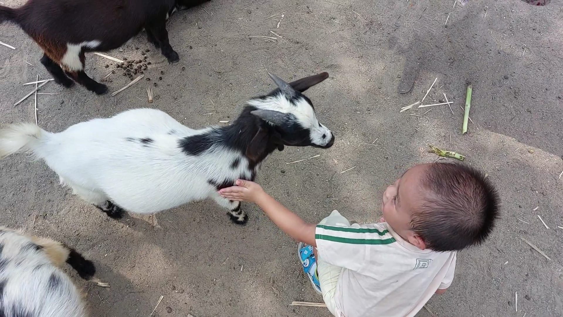 哭叫兄弟跟阿公阿嬤一起同遊頑皮世界動物園戲水
