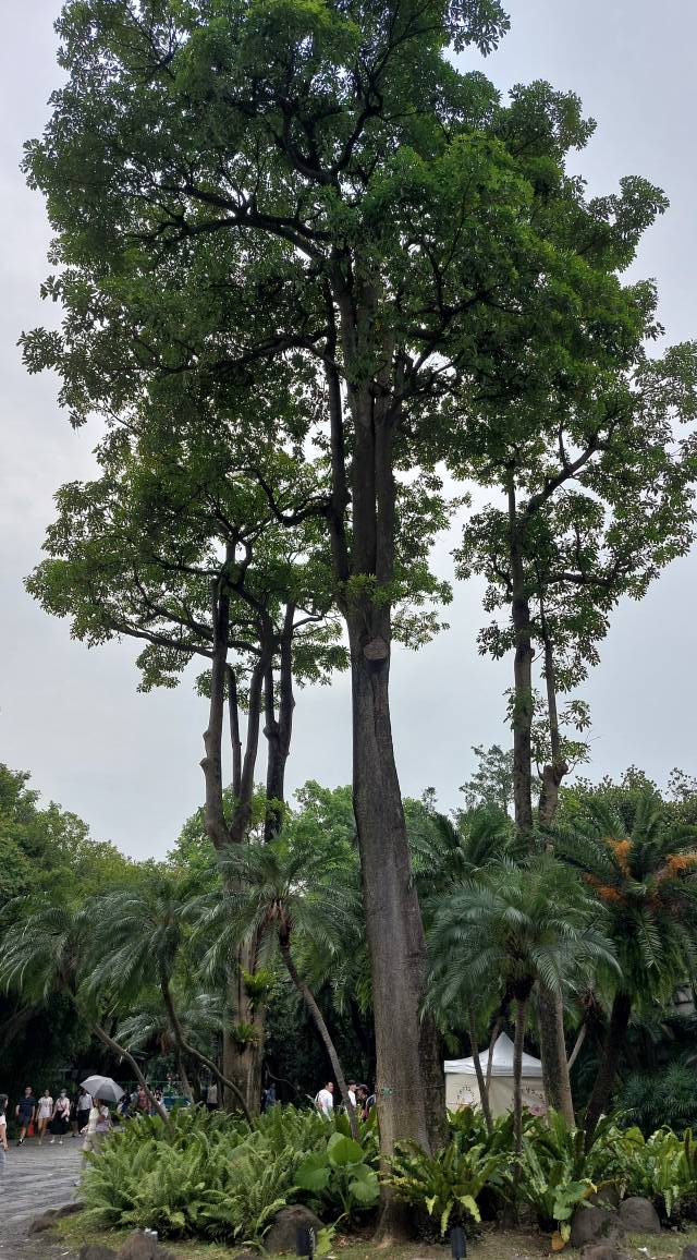 相片
