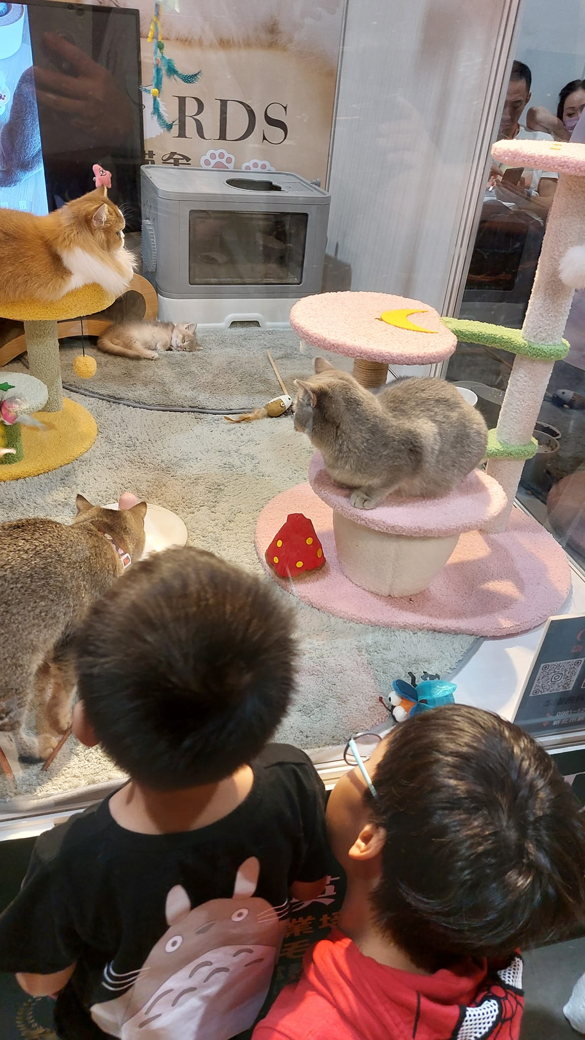 可看到可愛的貓展館參訪