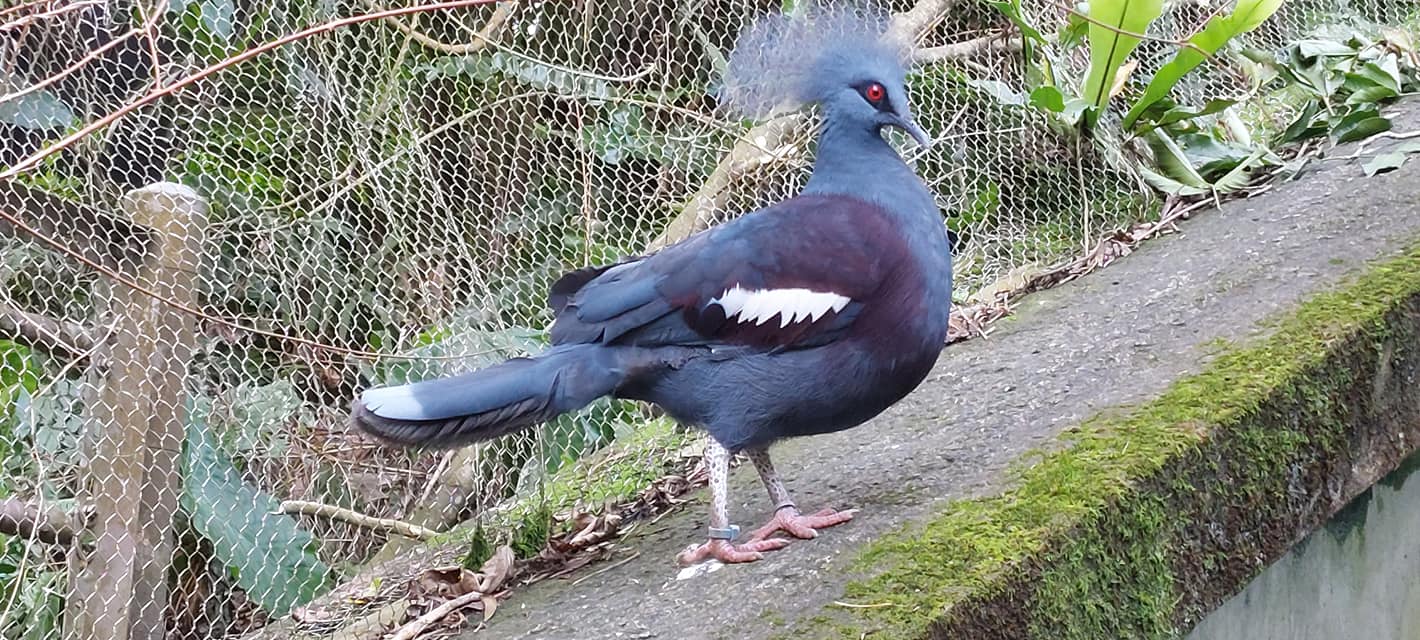 久違了・動物園