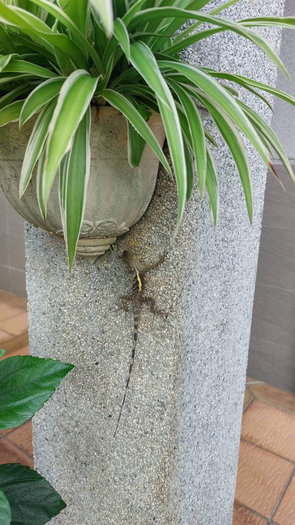 相片